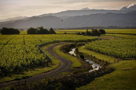 Conders Bend Viticulture Development - Marlborough